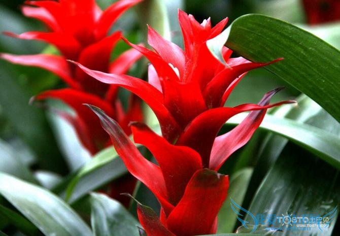 凤梨花的养殖方法