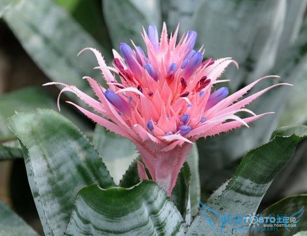 凤梨花的养殖方法