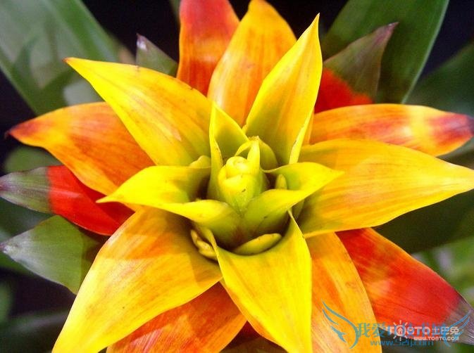 凤梨花的养殖方法