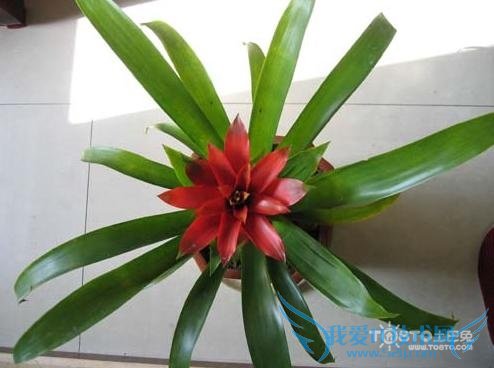 凤梨花的养殖方法