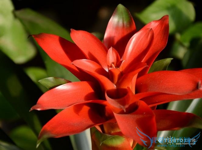 凤梨花的养殖方法