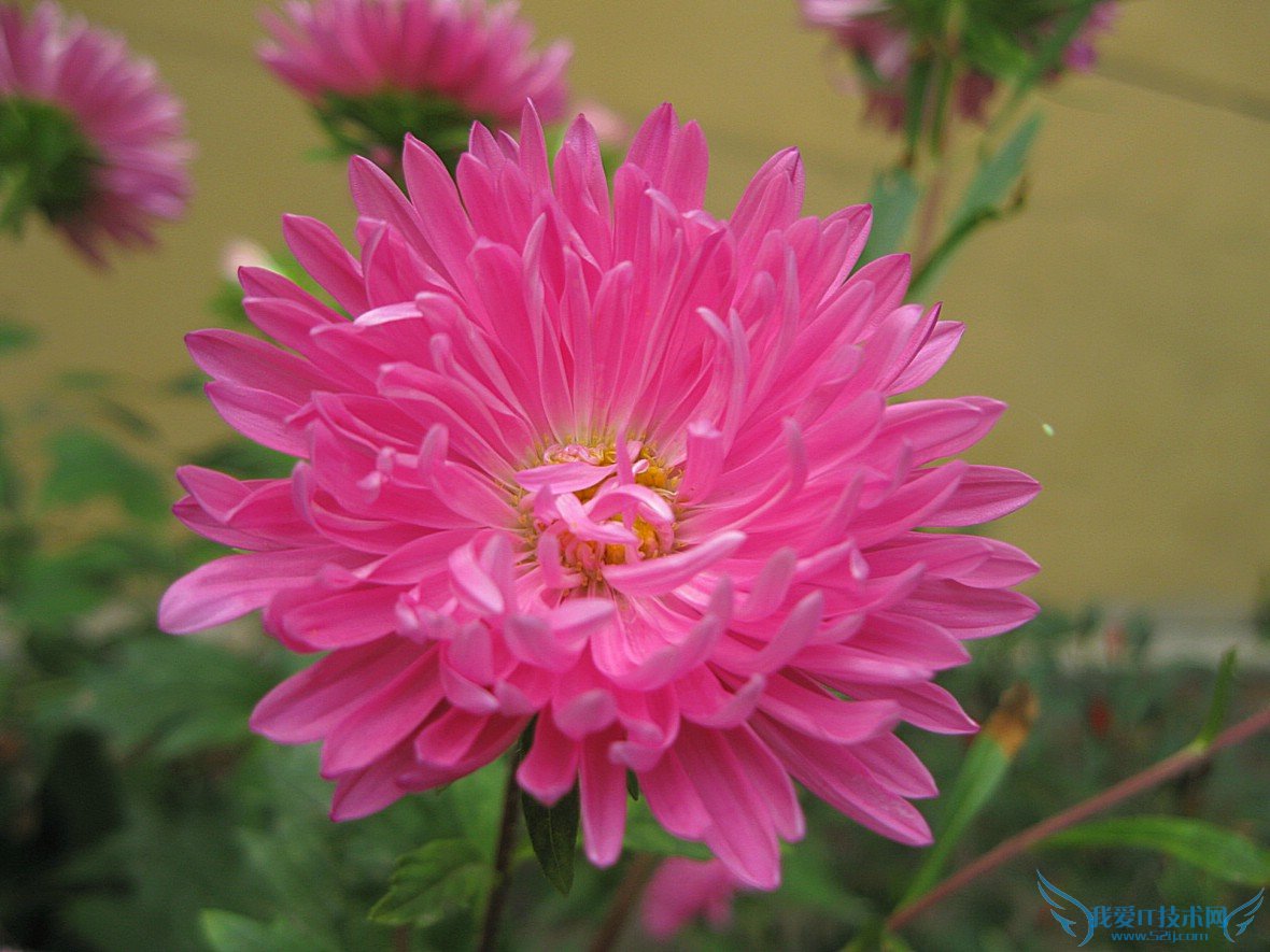 翠菊常见病害及解决方法