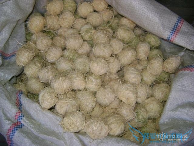 竹茹的功效与作用及食用方法和禁忌