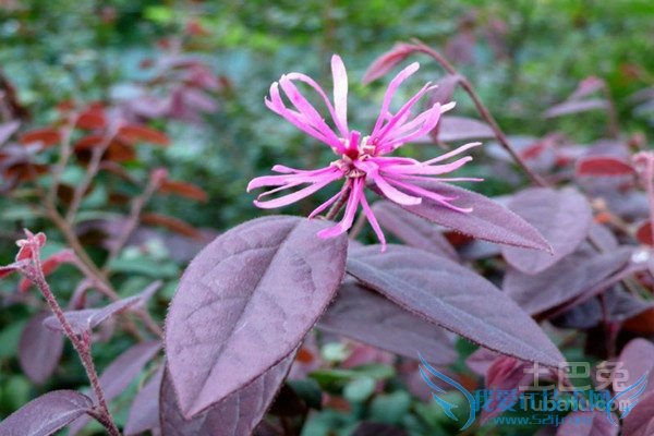 ºì»¨¼ÌľÇòÔÔÅ༼Êõ ºì»¨¼ÌľÇòÔÔÅ༼Êõ