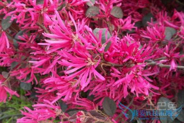 ºì»¨¼ÌľÇòÔÔÅ༼Êõ ºì»¨¼ÌľÇòÔÔÅ༼Êõ