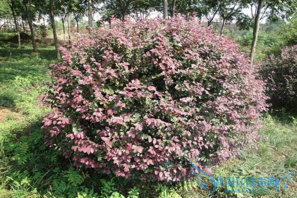 ºì»¨¼ÌľÇòÔÔÅ༼Êõ ºì»¨¼ÌľÇòÔÔÅ༼Êõ