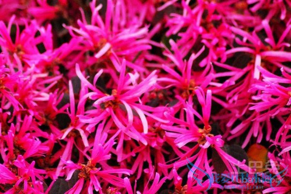 ºì»¨¼ÌľÇòÔÔÅ༼Êõ ºì»¨¼ÌľÇòÔÔÅ༼Êõ