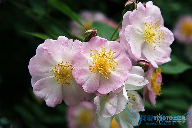 ǾޱͼƬȫ Ǿޱʲôʱ