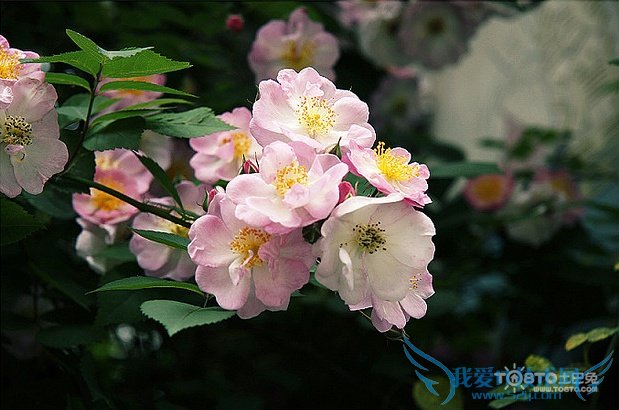 ǾޱͼƬȫ Ǿޱʲôʱ