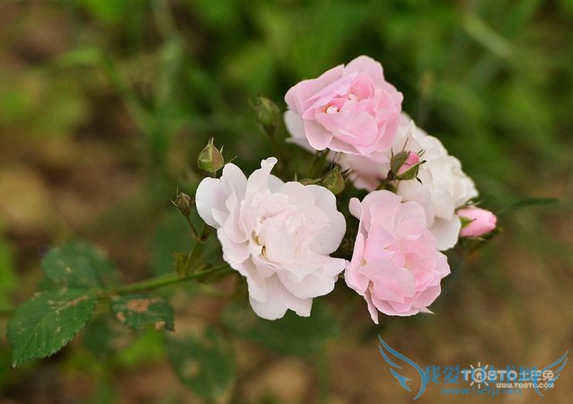 ǾޱͼƬȫ Ǿޱʲôʱ