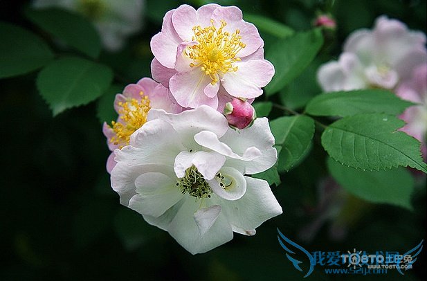 ǾޱͼƬȫ Ǿޱʲôʱ