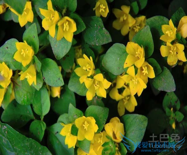 过路黄的种植技术 过路黄的种植技术