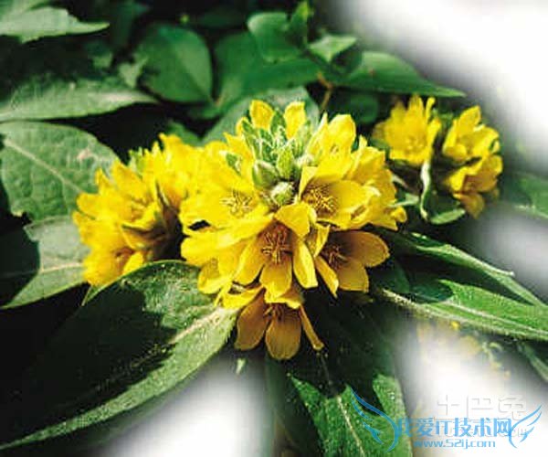 过路黄的种植技术 过路黄的种植技术