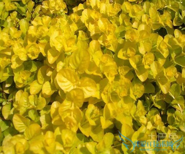 过路黄的种植技术 过路黄的种植技术