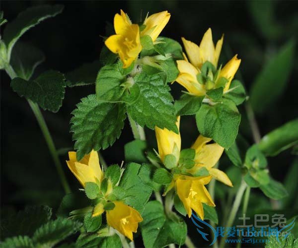 过路黄的种植技术 过路黄的种植技术