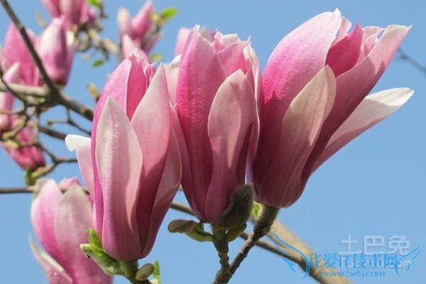 旱莲图片 旱莲图片