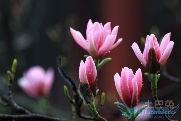 旱莲图片 旱莲图片