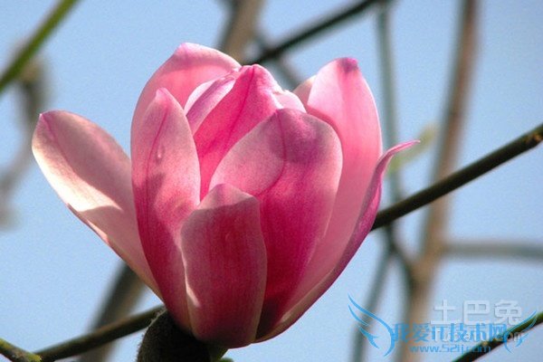 旱莲图片 旱莲图片