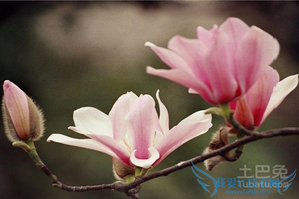 旱莲图片 旱莲图片