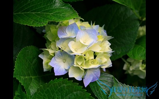 Holdס ̩ZBOX PlusʵսӰ