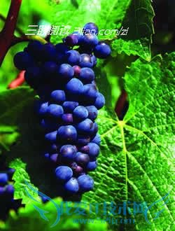 帮助孕妈咪补血食物 52IJ母婴教育阅读