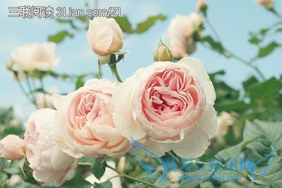 ͪ͵ԭʲô                   52IJĸӤ