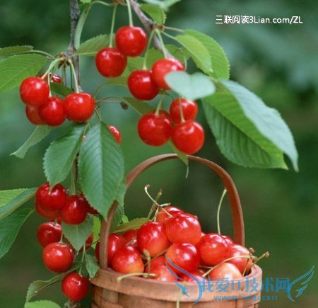 五种防辐射又美容养胎的食物推荐 52IJ母婴教育