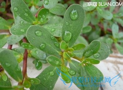 гڲܳʲô                       52IJĸӤ