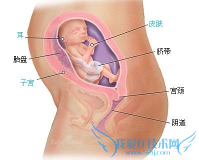 怀孕五个月胎儿发育情况