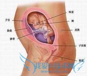 怀孕六个月胎儿图