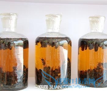 民间壮阳药酒怎么做 52IJ母婴教育