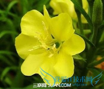 月见草的功效与作用 52IJ母婴教育