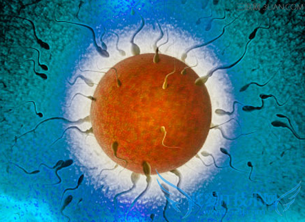 如何拥有健康的卵子 52IJ母婴教育