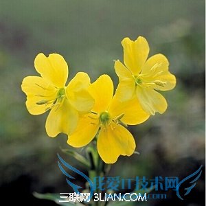 վܳ¼          52IJĸӤ