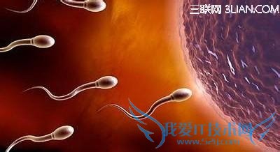 怎么看有没有排卵 52IJ母婴教育