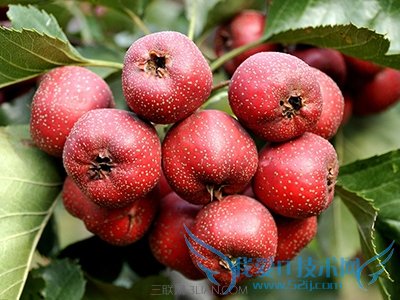 什么水果孕妇千万别多吃 52IJ母婴教育