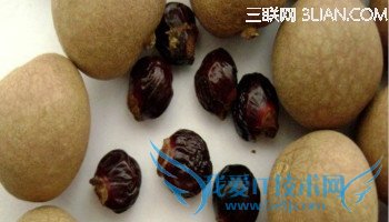 孕妇吃龙眼上火吗? 52IJ母婴教育