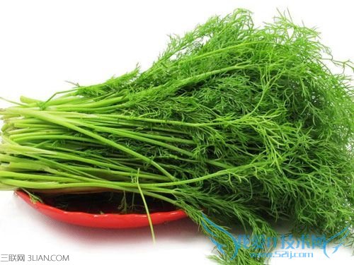 孕妇能吃茴香苗吗 52IJ母婴教育