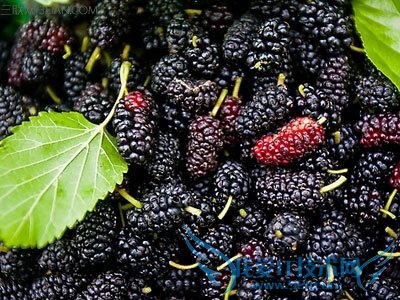 �и��ܳ�ɣ����     52IJĸӤ����