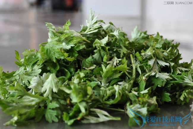 �и����Գ԰�Ҷ�� 52IJĸӤ����