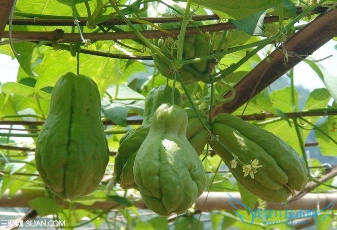 �и��ܳԷ��ֹ��� 52IJĸӤ����