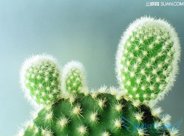 ְ��׼���������9�ַ���      52IJĸӤ����