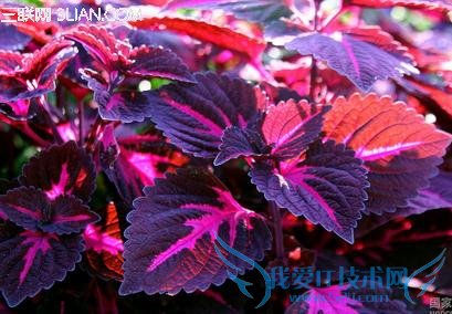 孕妇不能吃的调料有哪些 52IJ母婴教育