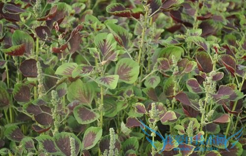 孕妇可以吃苋菜吗 52IJ母婴教育