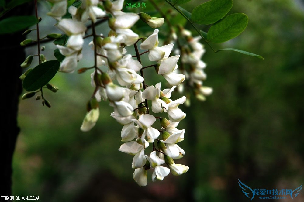 孕妇可以吃槐花吗 52IJ母婴教育