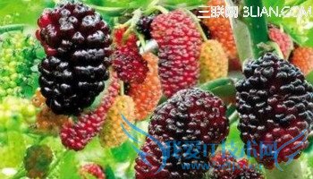 孕妇吃桑葚的注意事项 52IJ母婴教育