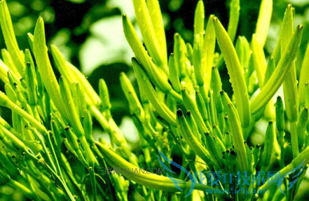 准妈妈心悸贫血怎么办 52IJ母婴教育