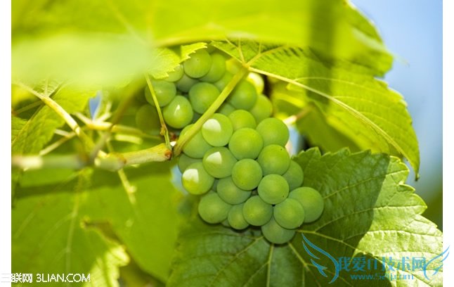 孕妇怎样吃 孩子皮肤白 52IJ母婴教育