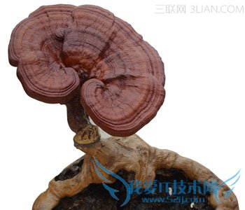 иԺ֥         52IJĸӤ