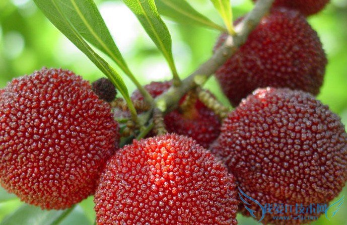 иܲܳ÷- 52IJĸӤĶ www.3lian.com